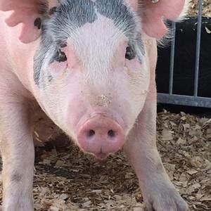 Meet your Posher, Jill